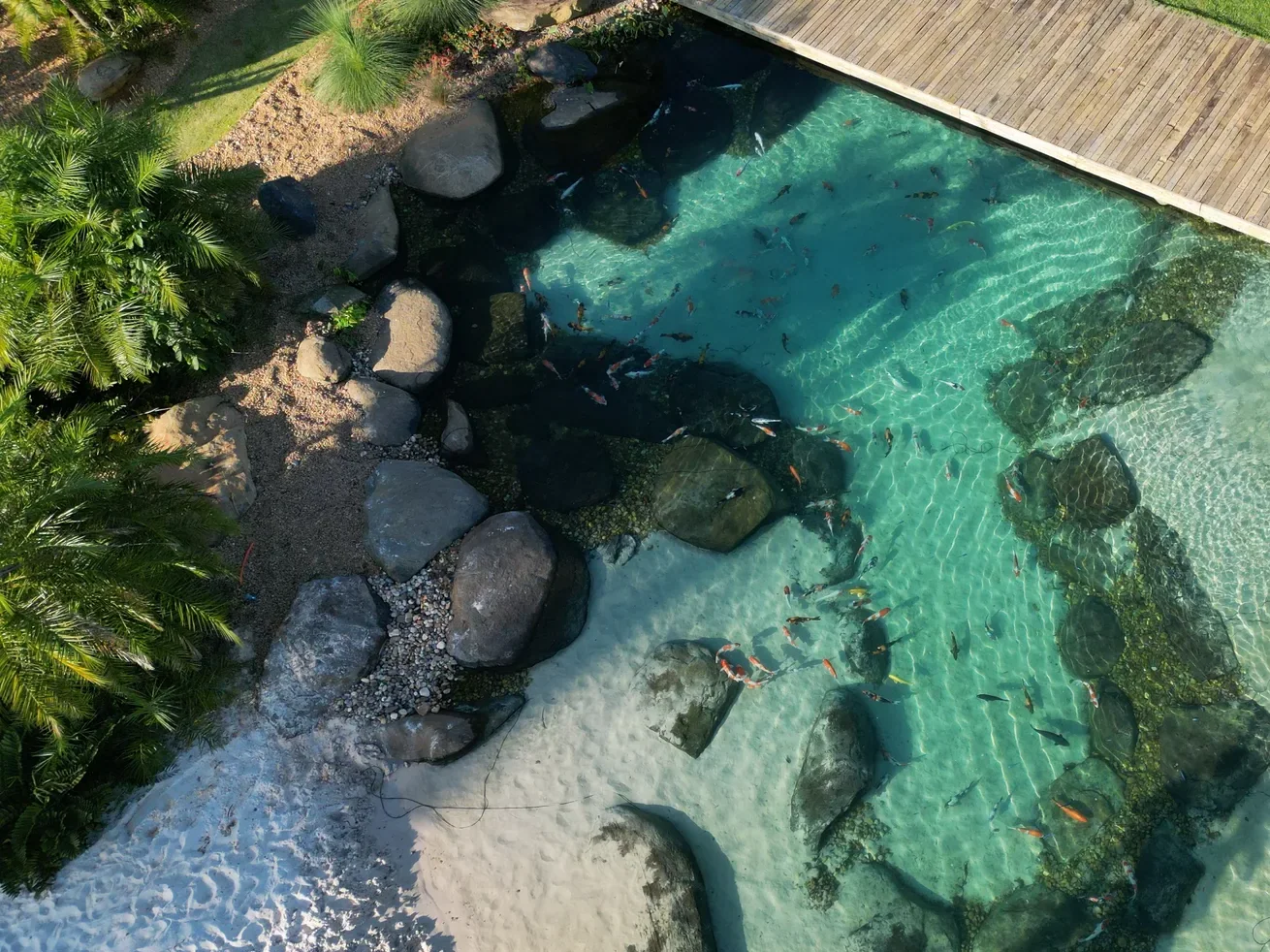 Foto de dron de un lago de carpas cristalino con piedras naturales en la orilla, playa de arena blanca, deck de madera y jardín tropical