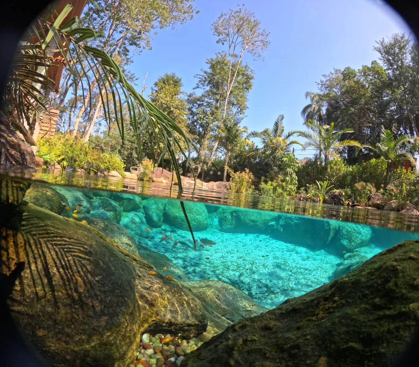 Vista mitad bajo el agua de un lago cristalino, con piedras y peces bajo la superficie y árboles arriba