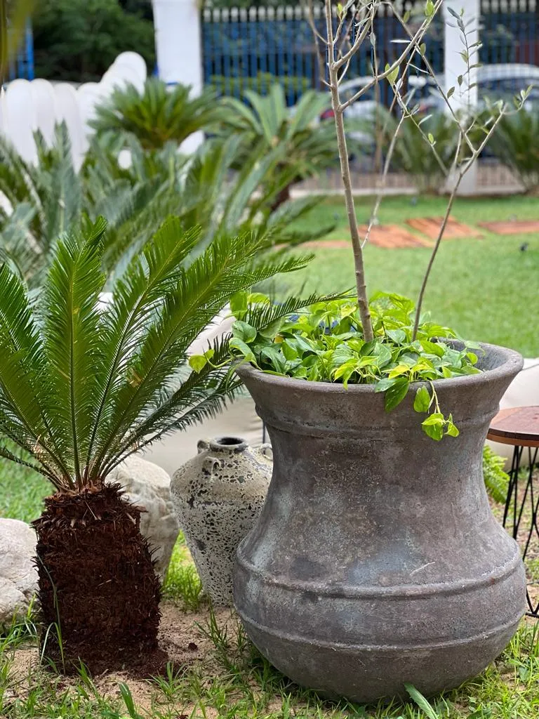 Maceta de arcilla de hombro ancho con plantas, junto a una cica en un jardín