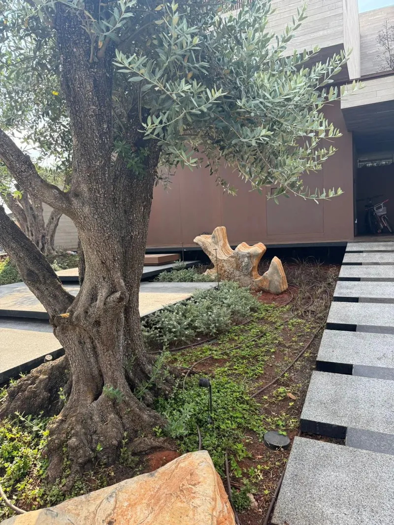 The trunk of an olive tree in a planted bed with stones