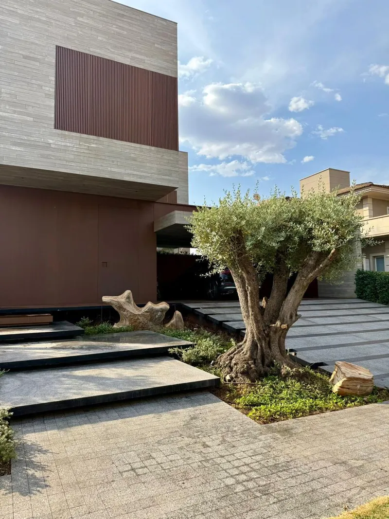 A mature olive tree planted at the entrance of a modern house