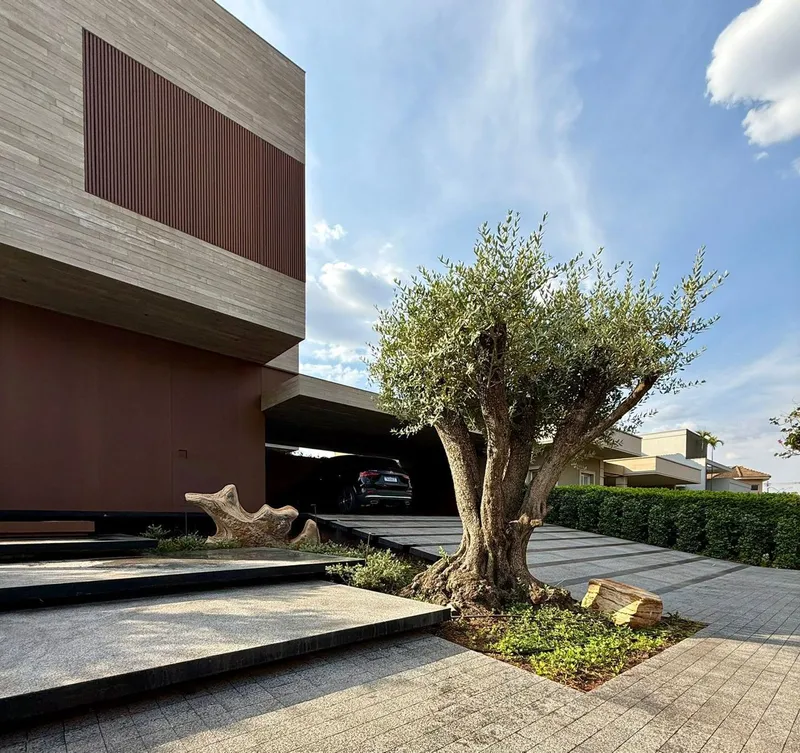 An olive tree in front of a house, seen from the street