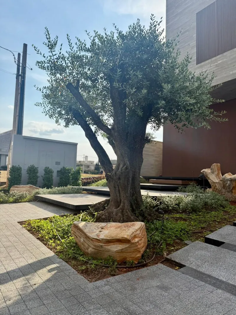 An olive tree seen from the side, with the house behind it